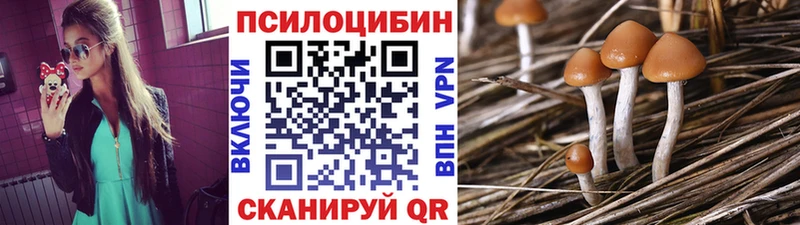 darknet официальный сайт  наркотики  Черногорск  Псилоцибиновые грибы GOLDEN TEACHER 